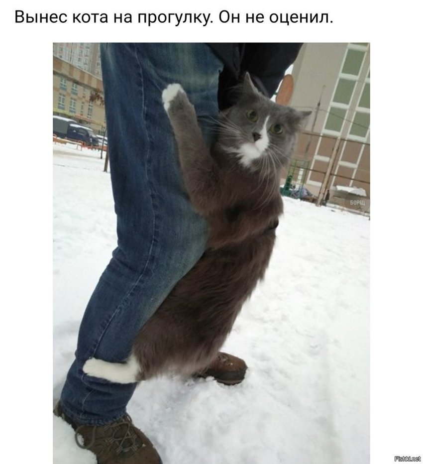 Вынес на прогулку