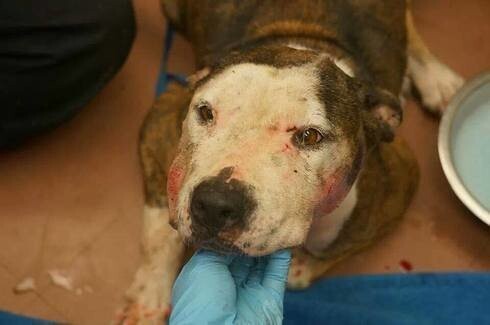 Истощенную и раненую собаку выбросили у дверей клиники. Но ей необходимо было выжить!