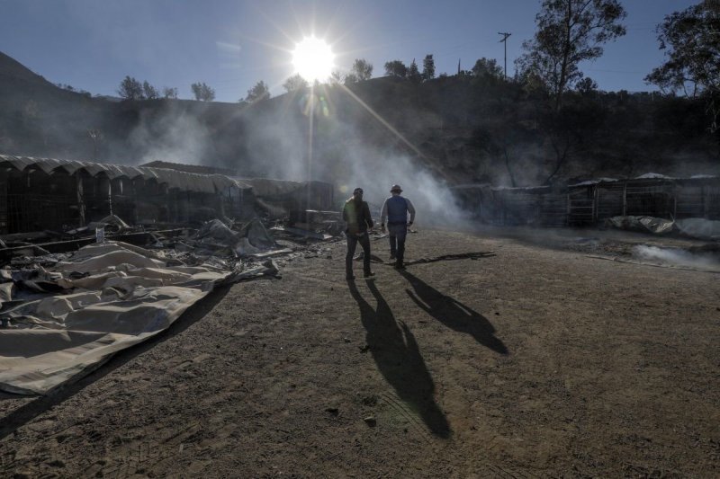В Калифорнии из-за лесного пожара погибли десятки лошадей