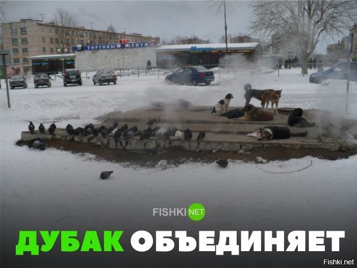 Картинка Дубак