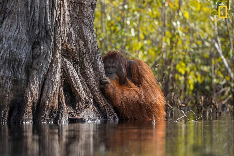 Победители конкурса фотографий дикой природы National Geographic
