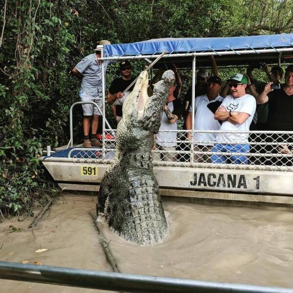 6-метровый крокодил Доминатор вызвал панику у туристов