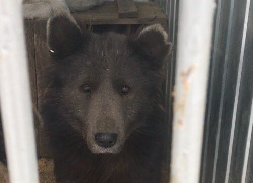 «Песемишка или медвебака?»: в сети обсуждают необычного пса из Челябинска