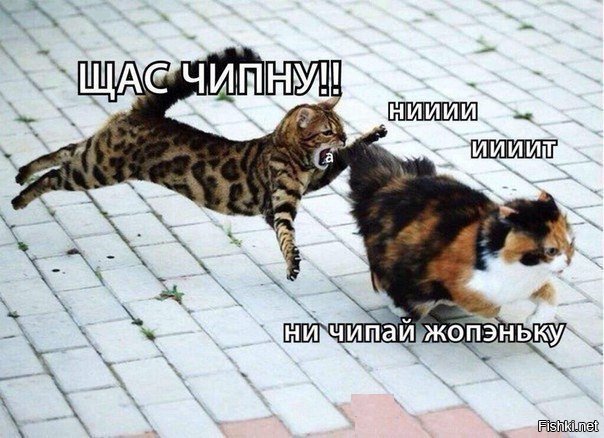 Ставь класс если не хочешь, чтоб котика ЧИПНУЛИ