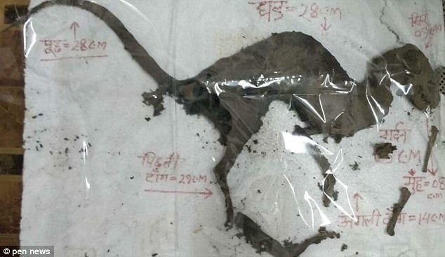 В Индии нашли труп динозавра