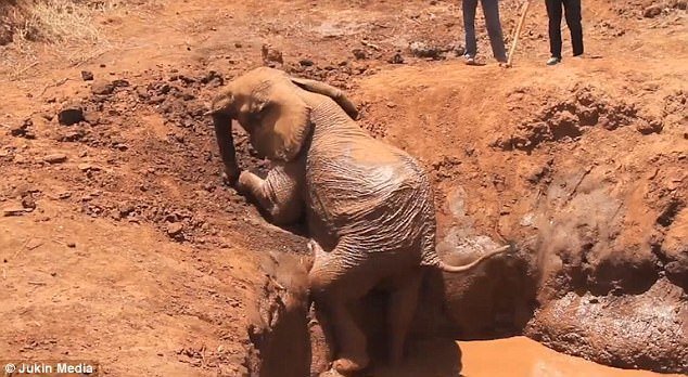 Слон пытался найти путь к свободе, но безуспешно