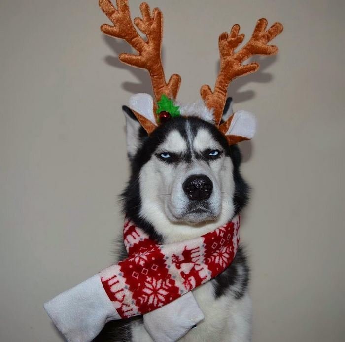 Сибирский хаски Ануко ненавидит Рождество и показывает это всем своим видом