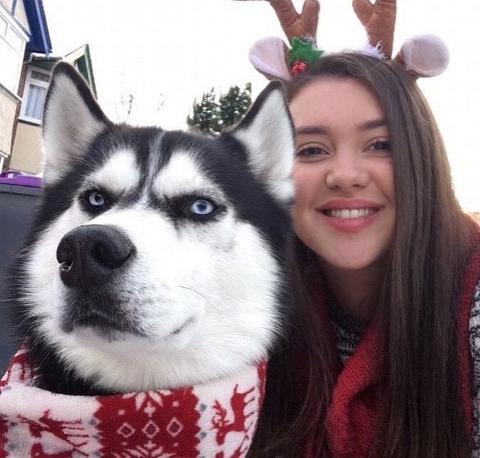 Сибирский хаски Ануко ненавидит Рождество и показывает это всем своим видом