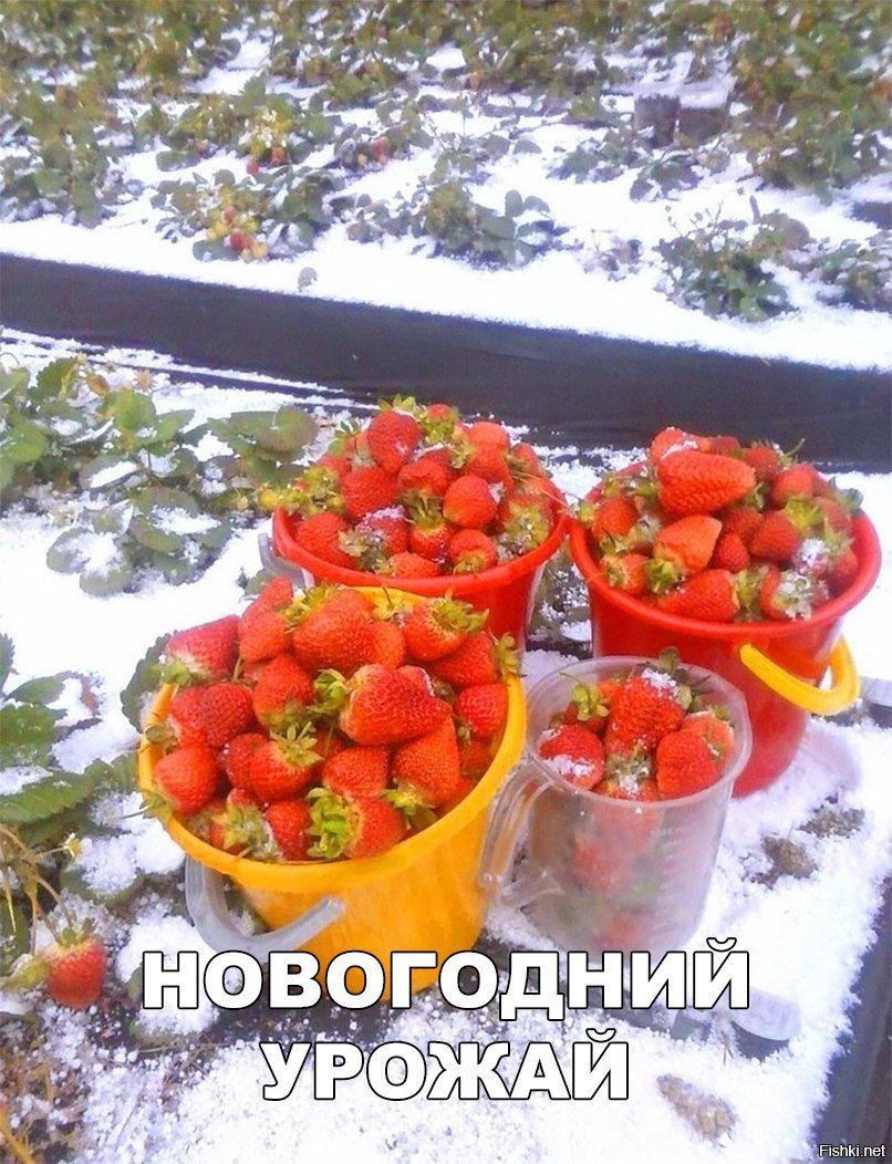 Новогодний урожай
