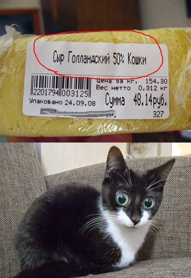Чтоо за... Сыр