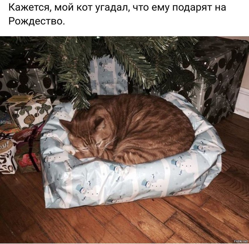 Кот заведомо доволен