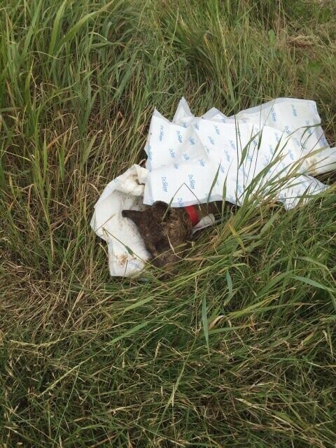 В скотомогильнике в Логойском районе нашли живых щенков. Сколько они провели под землей, неизвестно