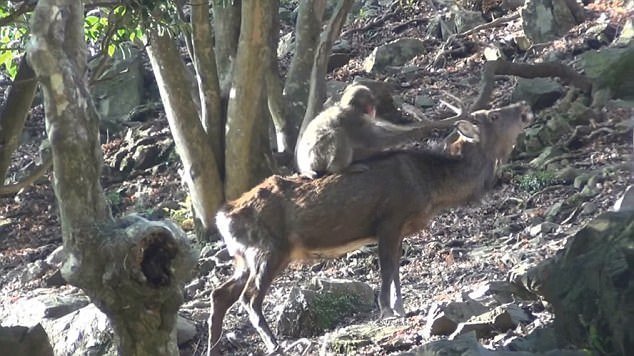 Японские снежные обезьяны учатся заниматься сексом с пятнистыми оленями