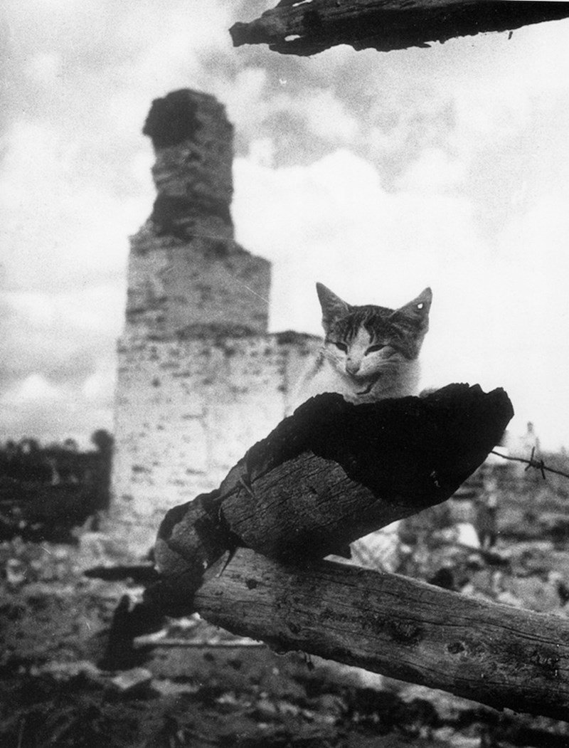 На пепелище. г. Жиздра. Кошка с простреленным ухом. 1943 год. Фото: Михаил Савин.