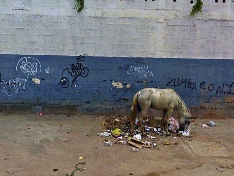 Бразилия. Отчаявшись найти пропитание, голодающая лошадь ест рассыпанный мусор