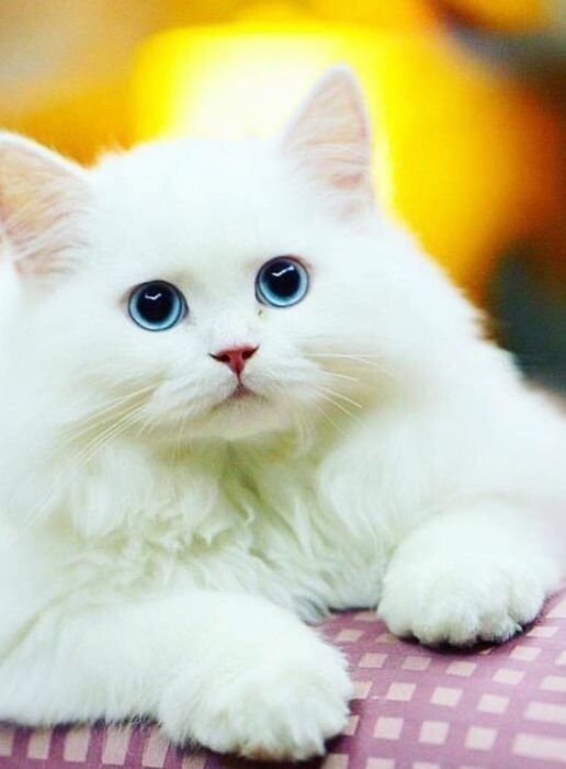 Белое чудо с голубыми глазами:)