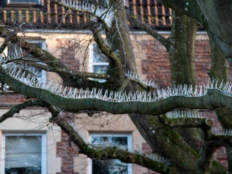 В Великобритании на деревьях закрепили шипы, чтобы птицы не гадили на припаркованные автомобили