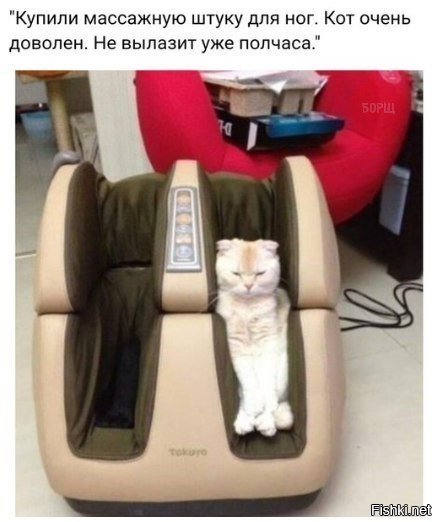 Кот доволен