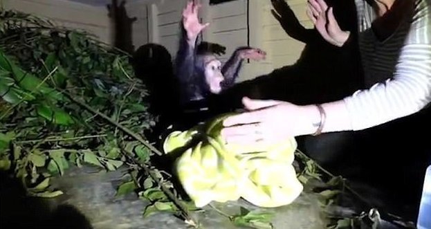 Спасенный от браконьеров маленький шимпанзе вновь научился дружбе