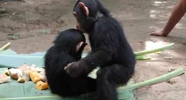 Спасенный от браконьеров маленький шимпанзе вновь научился дружбе