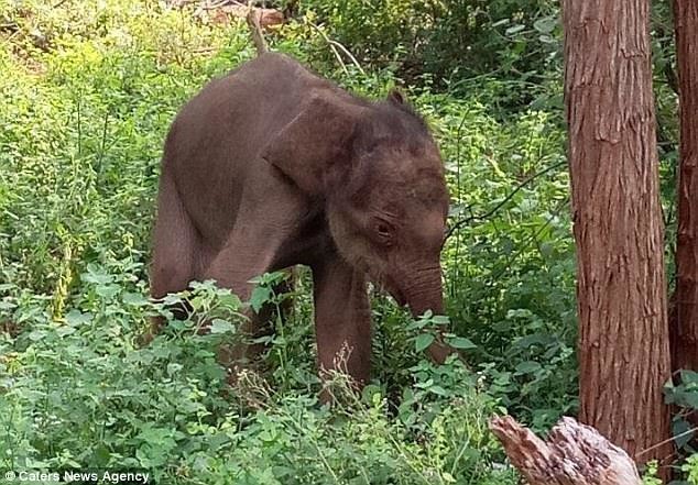 Местные жители заметили животное и вызвали сотрудников компании по защите дикой природы. Через несколько часов слонёнок был спасён.