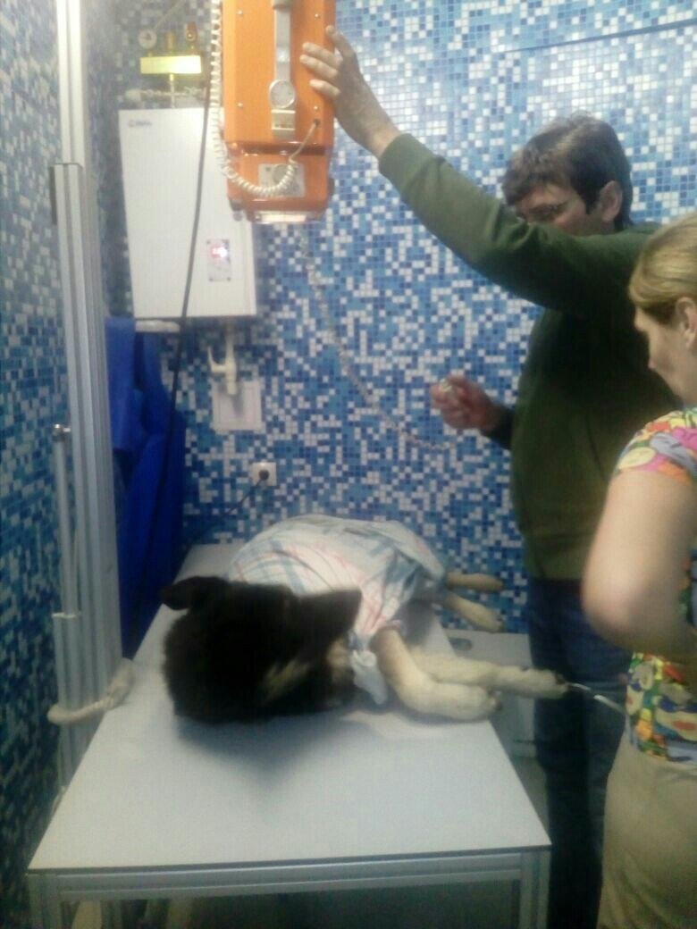 За верность отплатили жестокостью. в Самаре собаку для слепых избили и бросили умирать в мусор