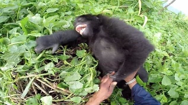 Уникальные кадры: горилла смеется совсем как человек!