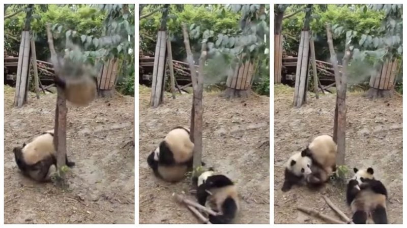 Панда рухнула с дерева, помешав страстной парочке