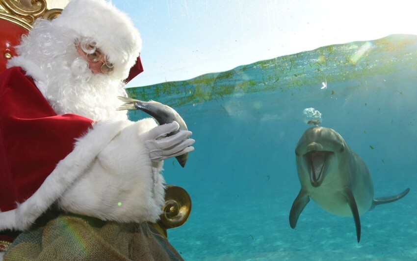 Санта поздравляет дельфина