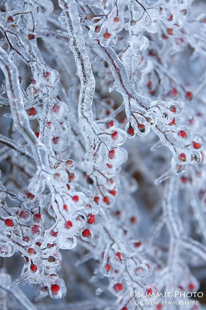 18. Замороженные ягоды. (Фото: Мэтт Стернс)
