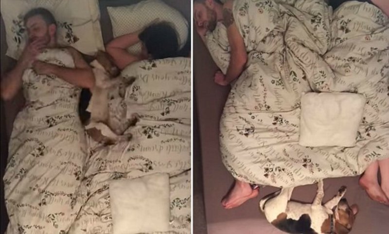 Пара сняла таймлапс-видео о том, каково это - спать с собакой