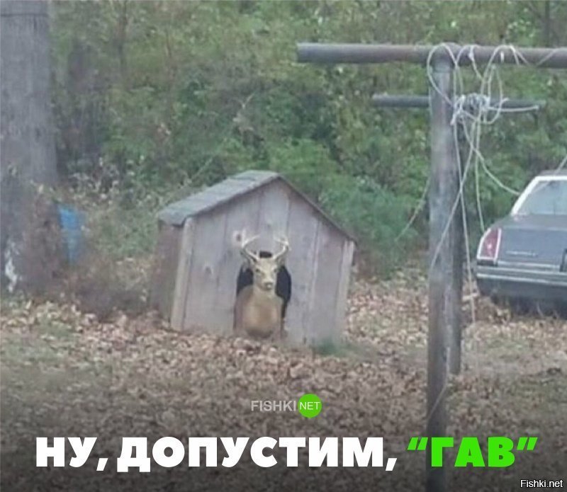 Ну, допустим, гав!