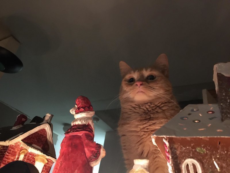 Грозный кот над игрушечным рождественским городом стал новым мемом