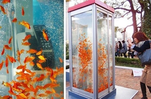 Телефонная будка — аквариум с золотыми рыбками — одна из многочисленных достопримечательностей Киото.