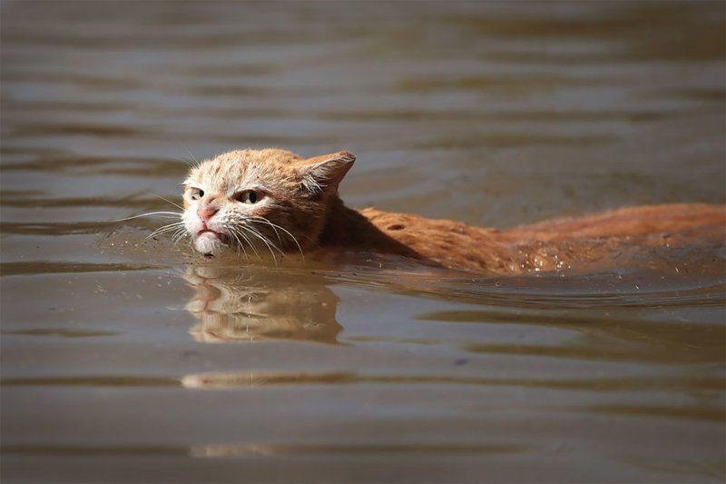 Кошка пытается найти сухую землю вокруг жилого комплекса в Хьюстоне после того, как налетел Харви 30 августа