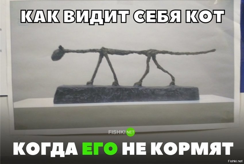 Как видит себя кот, когда его не кормят