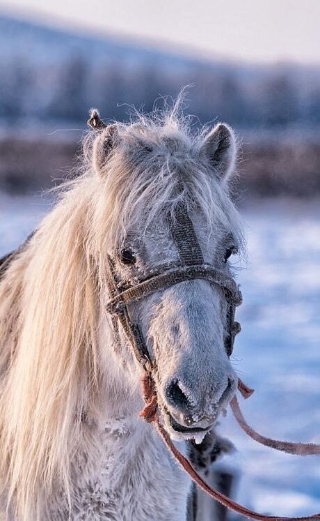 От морозов лошадей защищает подшерсток и шерсть длиной 8-15 см