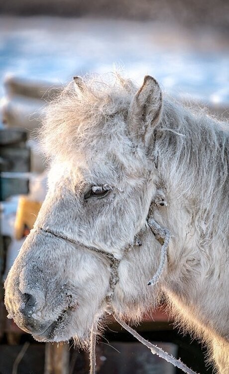Даже зимой эта лошадь может кормиться травой из-под снега, разгребая его копытами
