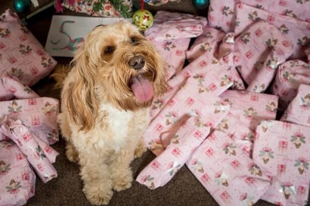 На Рождество хозяйка купила любимице 68 подарков: это премиум-игрушки, одежда, а также собачья еда. На подарки она потратила более £1 000. Вот такая любовь!