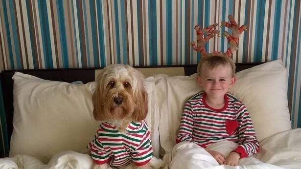 Британская собака получила на Рождество 68 подарков на £1000