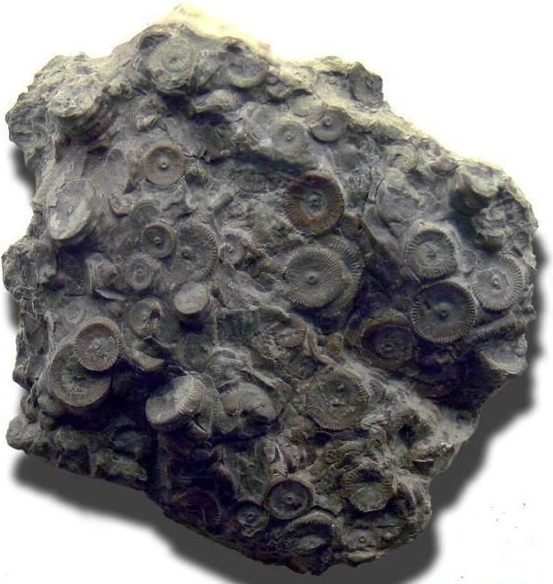 На полуострове Камчатка, в 200 км от села Тигиль, университетом археологии Санкт-Петербурга были обнаружены окаменелости с  металлическими зубчатыми цилиндрами неизвестной машины