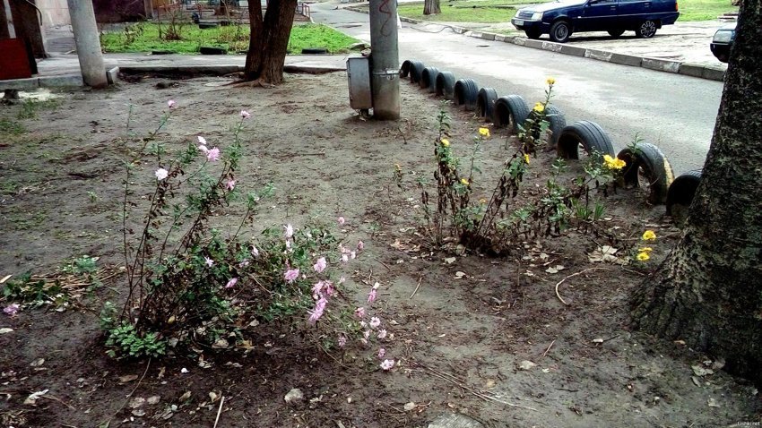 Травка зеленеет, солнышко блестит, хризантемы цветут 