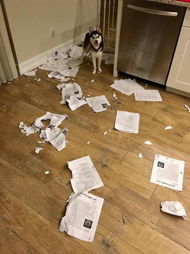 "Студенты, извините. Моя собака испортила все ваши домашние работы"