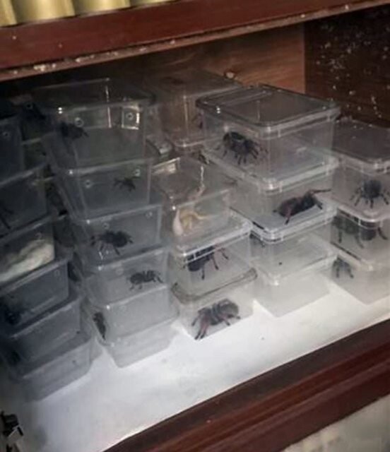 Владелец 300 ядовитых пауков зажарил их электроодеялом