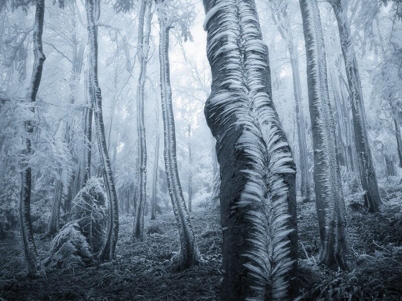 25. Деревья в морозном лесу