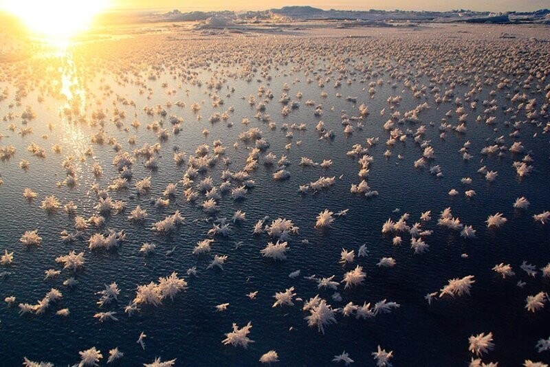 16. Северный Ледовитый океан и его цветы