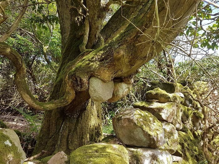 Дерево "держит" камни