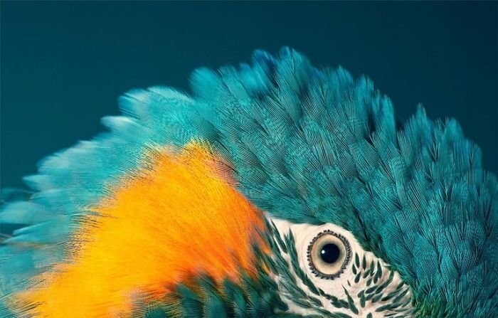 24. Синегорлый ара