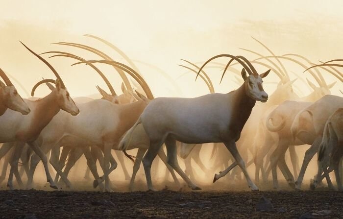 29. Сахарская саблерогая антилопа