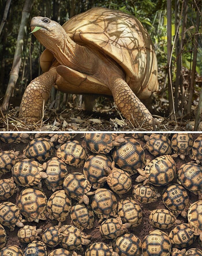 10. Мадагаскарская клювогрудая черепаха